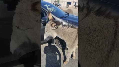 Friendly Donkey Headpats YouTube