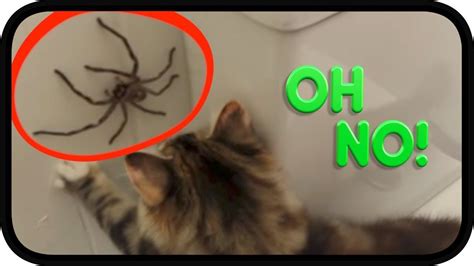 Huntsman Spider Vs Twisted Kittens In 2020 With Images Huntsman