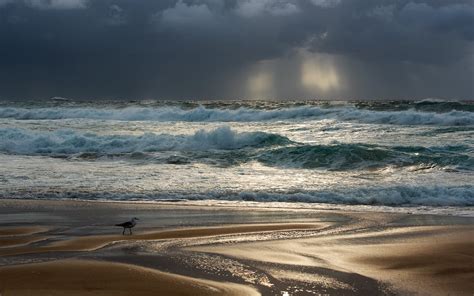 Ocean Waves Seagulls Beach Waves Overcast Hd Wallpaper Wallpaper