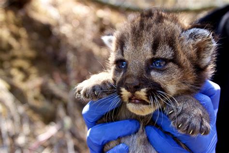 Mountain Lion Kitten Rescued In California Picture Cutest Baby