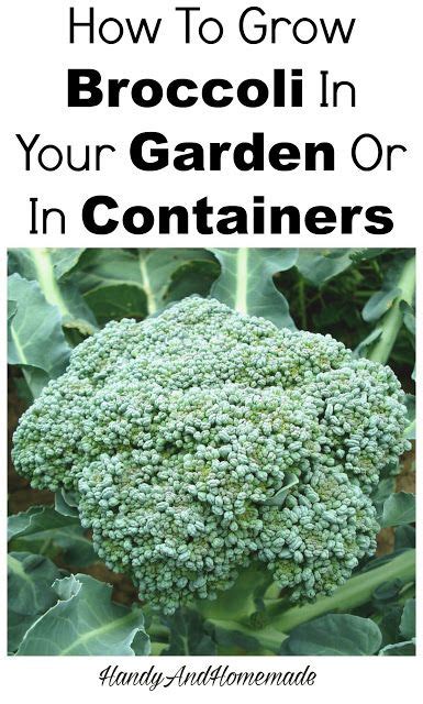 How To Grow Broccoli In Your Backyard Garden And Indoor Containers