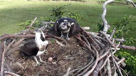 Rare Ospreys Incubate Two Eggs At Mid Wales Nesting Ground Wales Online