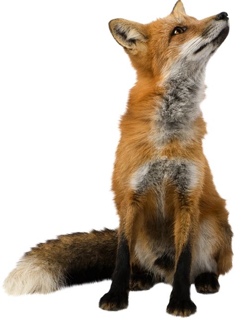 Fox Png Pic Png Mart Images And Photos Finder