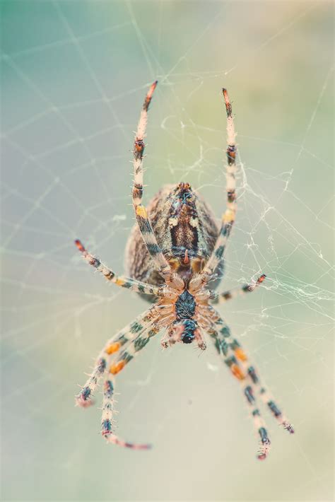 Free Images Nature Animal Insect Biology Invertebrate Cobweb