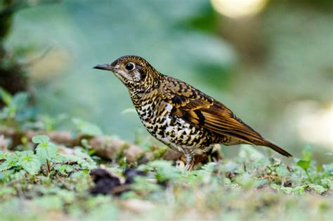 Scaly Thrush Subspecies Zoothera Dauma Dauma · Inaturalist