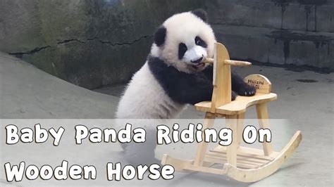 Baby Panda Riding On Wooden Horse Ipanda Youtube