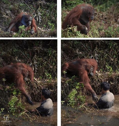 Wild Orangutan Reaches Out Helping Hand To Man A Stuck In Mud Level