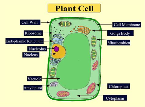 Animal Cell Information In English Draw Diagrams Of Plant Cell And