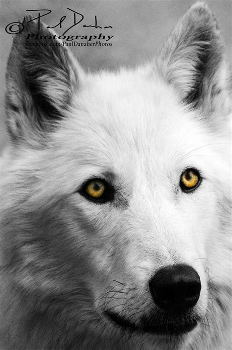 Artic Wolf Golden Eyes Paul Danaher Photo Wolves Photography Artic