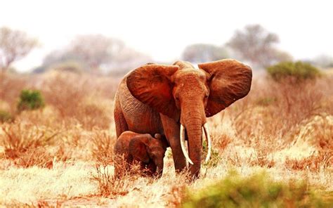 Baby Elephant Wallpapers Wallpaper Cave