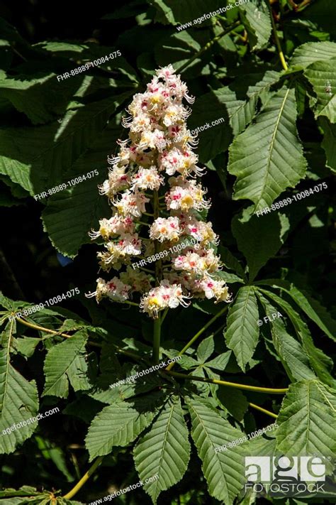 Common Horse Chestnut Tree In Flower Spring Stock Photo Picture And