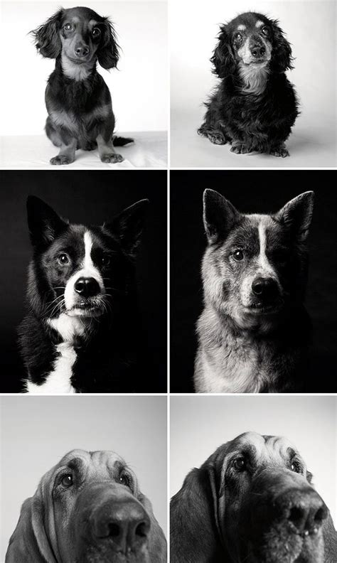 Heartmelting Pics Of Aging Dogs Show Them Grow From Puppyhood To Old