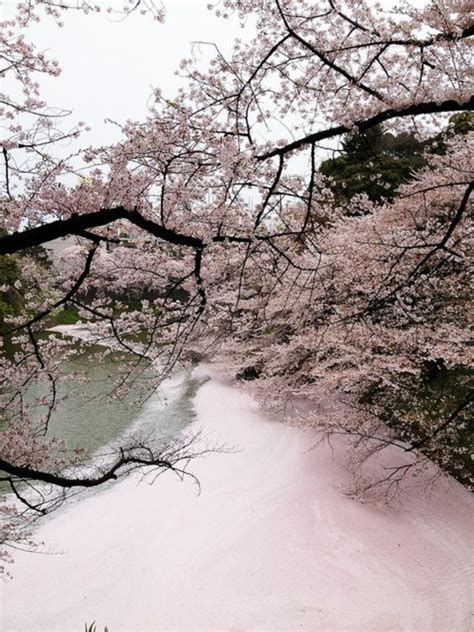 Le Cerisier Japonais Points De Vues Archzine Fr
