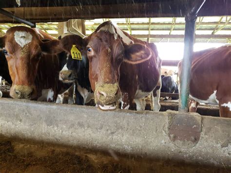 Video Reveals That Neglected Lame Cows Suffer In Pain And Filth At