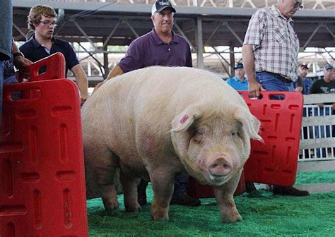 Is Brutus Still Iowa's Biggest Boar? [UPDATE]