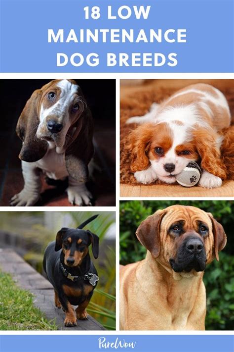 10 Low Maintenance Dog Breeds For Busy Owners Atelier Yuwaciaojp
