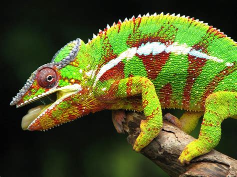Beautiful And Colorful Panther Chameleon Pictures Amazing Creatures
