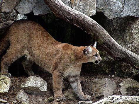 Mountain Lion Facts For Kids Mountain Lion Habitat And Diet
