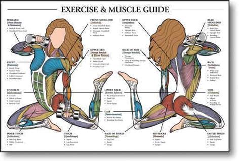Female Back Muscles Chart 1282 Best Female Bodybuilder Images On