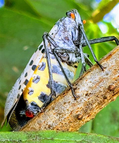 When And How To Kill Spotted Lanternflies Fall Control Is The Answer
