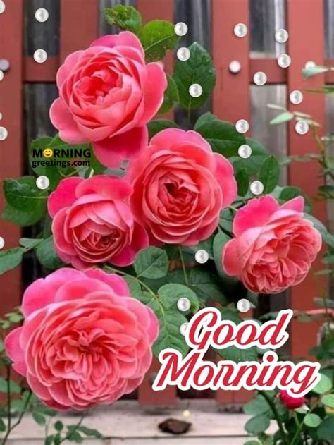 Good Morning Rose Flower Images Hd Best Flower Site