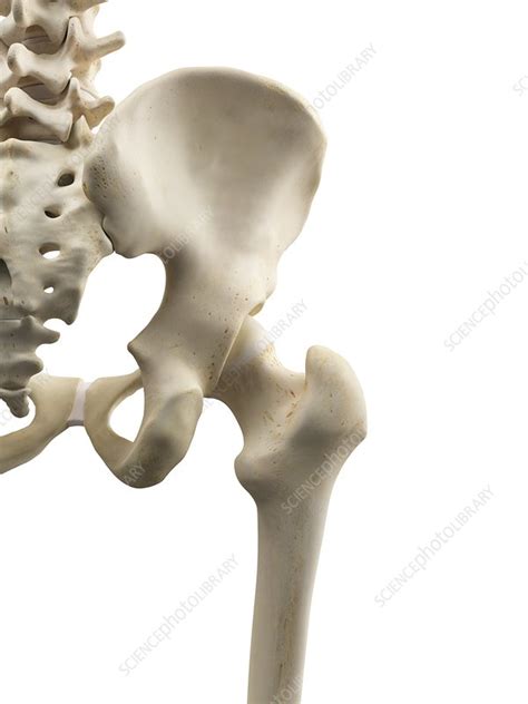 Human Hip Bones Artwork Stock Image F0094530 Science Photo Library