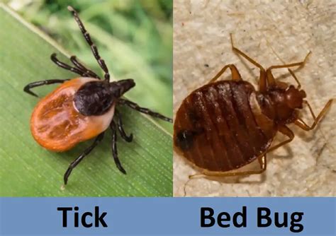 Tick Vs Bed Bug Key Differences Difference Camp