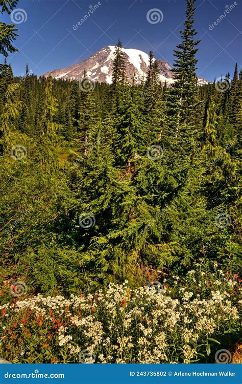 Mt Rainier National Park Stock Photo Image Of Rainier 243735802
