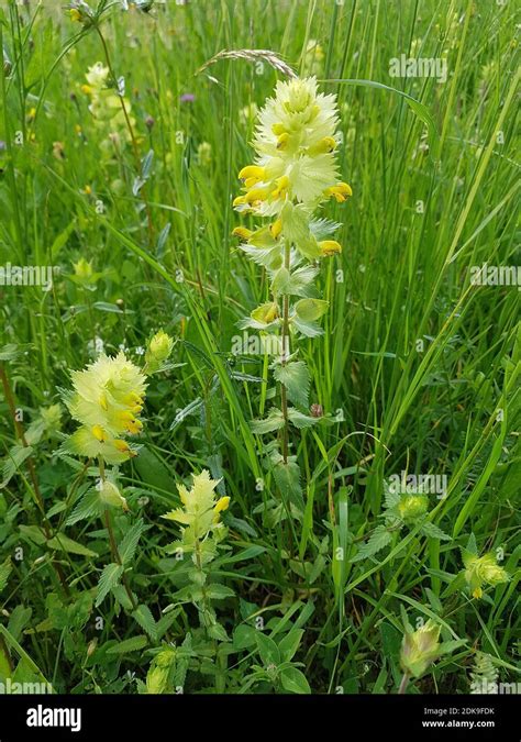 Flower Meadow With Rattling Pot Stock Photo Alamy