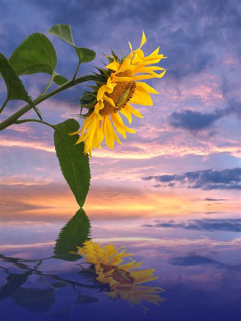 Sunflower Sunset Reflections Photograph By Gill Billington Fine Art