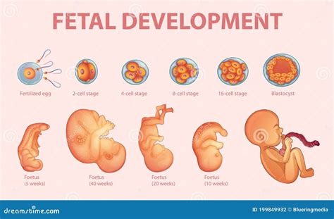 Etapas Del Desarrollo Embrionario Humano Ilustración Del Vector