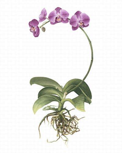 Phalaenopsis Orchid Botanical Print Botanical Orchids Botanical