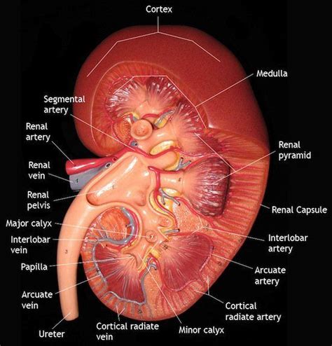The left atrium, right atrium, left ventricle and right what is the smallest organ in the human body? Early Warning Signs of Kidney Disease | Kidney anatomy ...