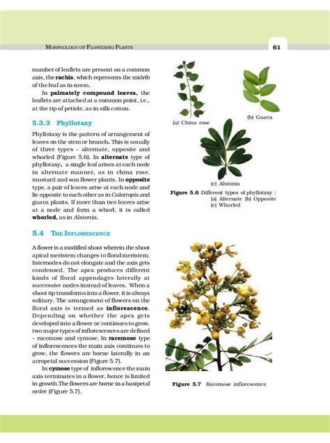 Up Board Book Class Biology Chapter Morphology Of Flowering Plants