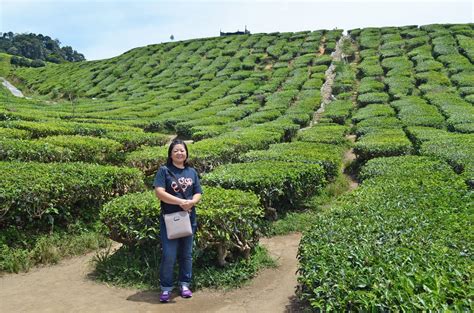 History of cameron highlands tea plantations. Malaysia 2017 How I Spent 3 Days 2 Night In Cameron ...