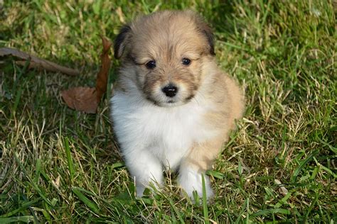 Hd Wallpaper Puppy Puppies Colour Fawn With Black Overlay Cute