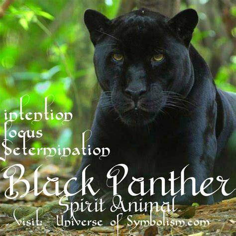 Black Panther Symbolism Black Panther Spirit Animal Meaning