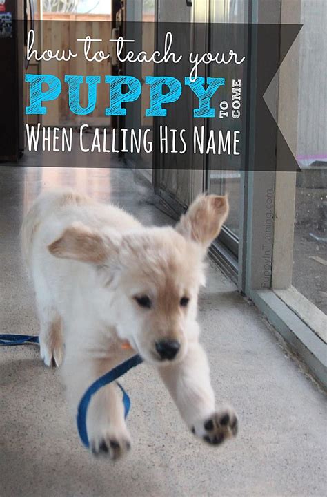If Youve Already Named Your Puppy Then Its Time To Learn How To Teach