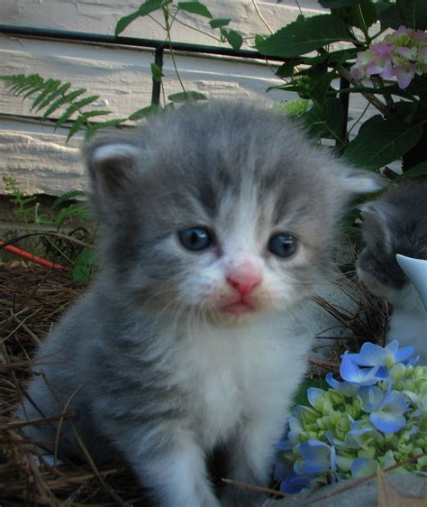 Pandoras Persians Kittens Now Three Weeks Old