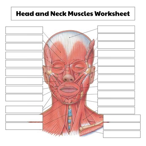 Muscles Of The Head And Neck Worksheet