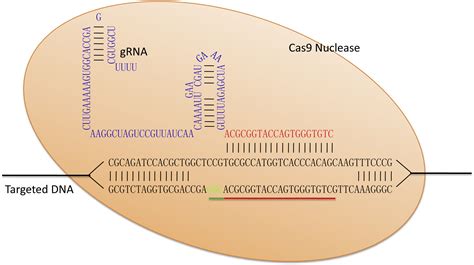 Crisprcas9 Genome Editing System In Human Stem Cells Current Status