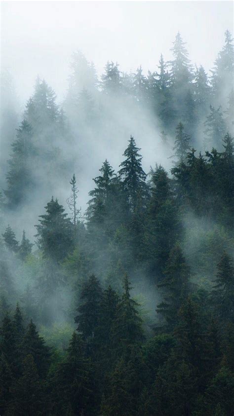 Foggy Forest Wallpaper 1920x1080 1920x1200 Foggy Forest Wallpaper