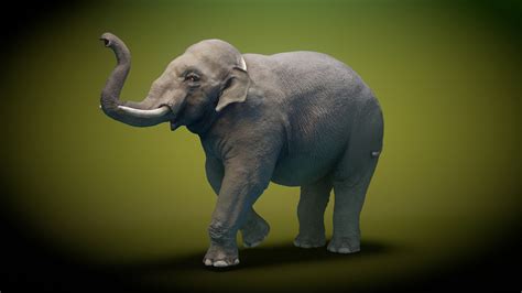 Elephant Animation D Model Turbosquid