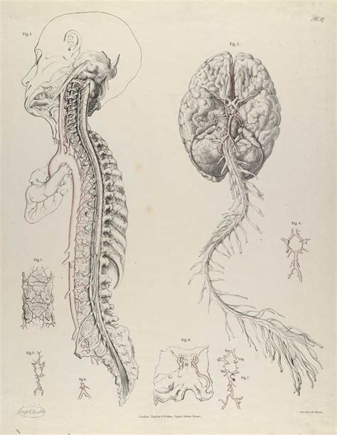 By Richard Quain From The Anatomy Of The Arteries Of The Human Body