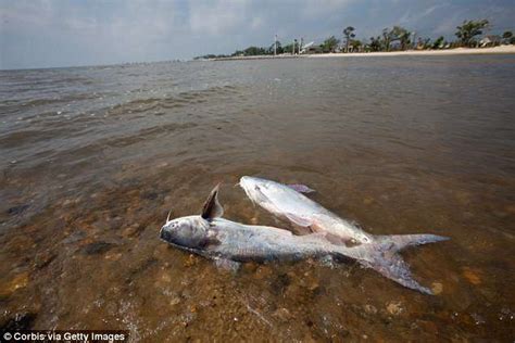 Gulf Of Mexico Dead Zone Could Grow To Be Bigger Than