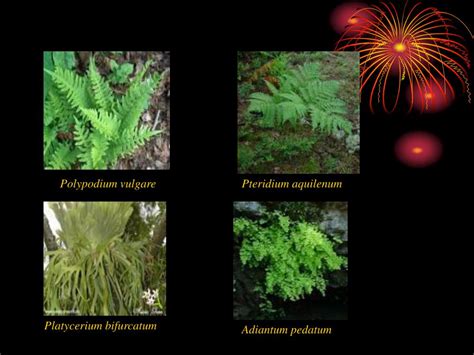 Ppt Pteridophyta Tumbuhan Paku Part 2 Powerpoint Presentation Free