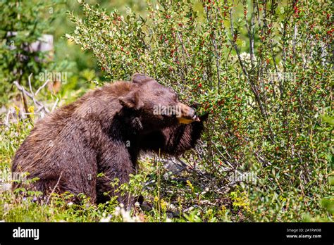 Bear Eating Berries Hi Res Stock Photography And Images Alamy