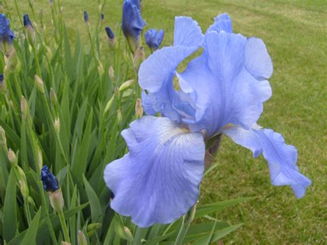 Light Blue Iris Free Stock Photo Public Domain Pictures