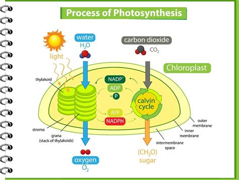 Diagrama Que Muestra El Proceso De Fotosíntesis En Planta 1988677