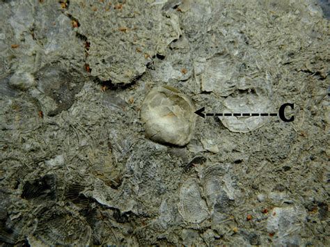 Csms Geology Post Fusulinids Brachiopods Southeast Asia And Mungo Jerry